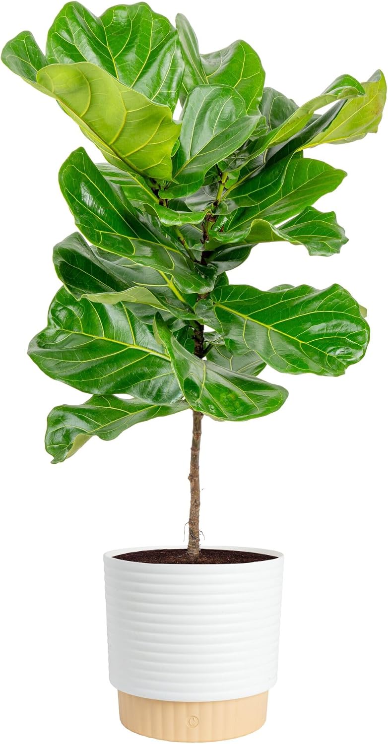 Fiddle Leaf Fig - Figuier à feuilles de violon, plante