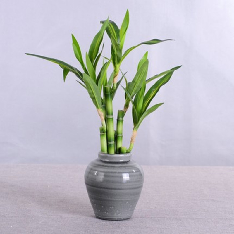Nouvelle plante artificielle B - Succulent Set avis et prix