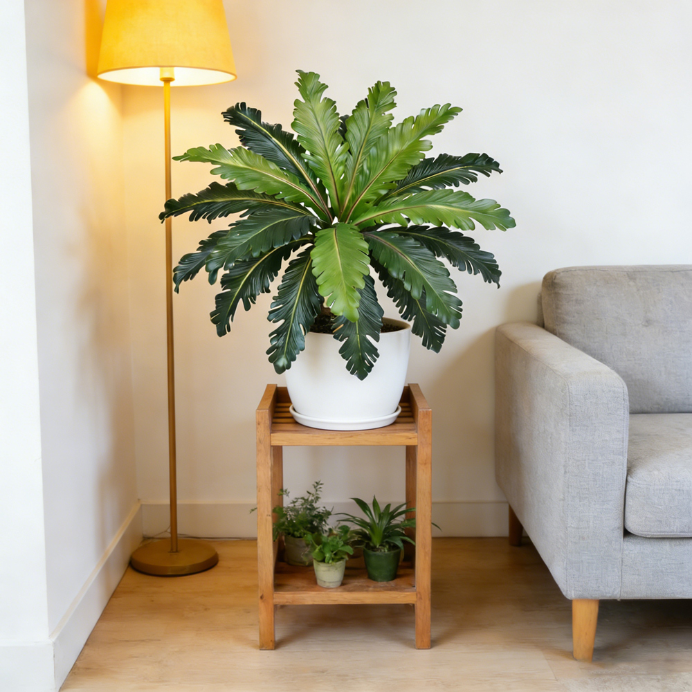 Feuilles artificielles tropica - Snake Plant avis et prix