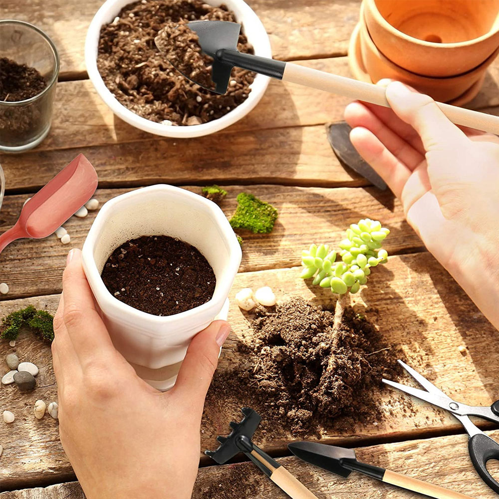 Outils pour plantes succulente - Succulent Set avis et prix