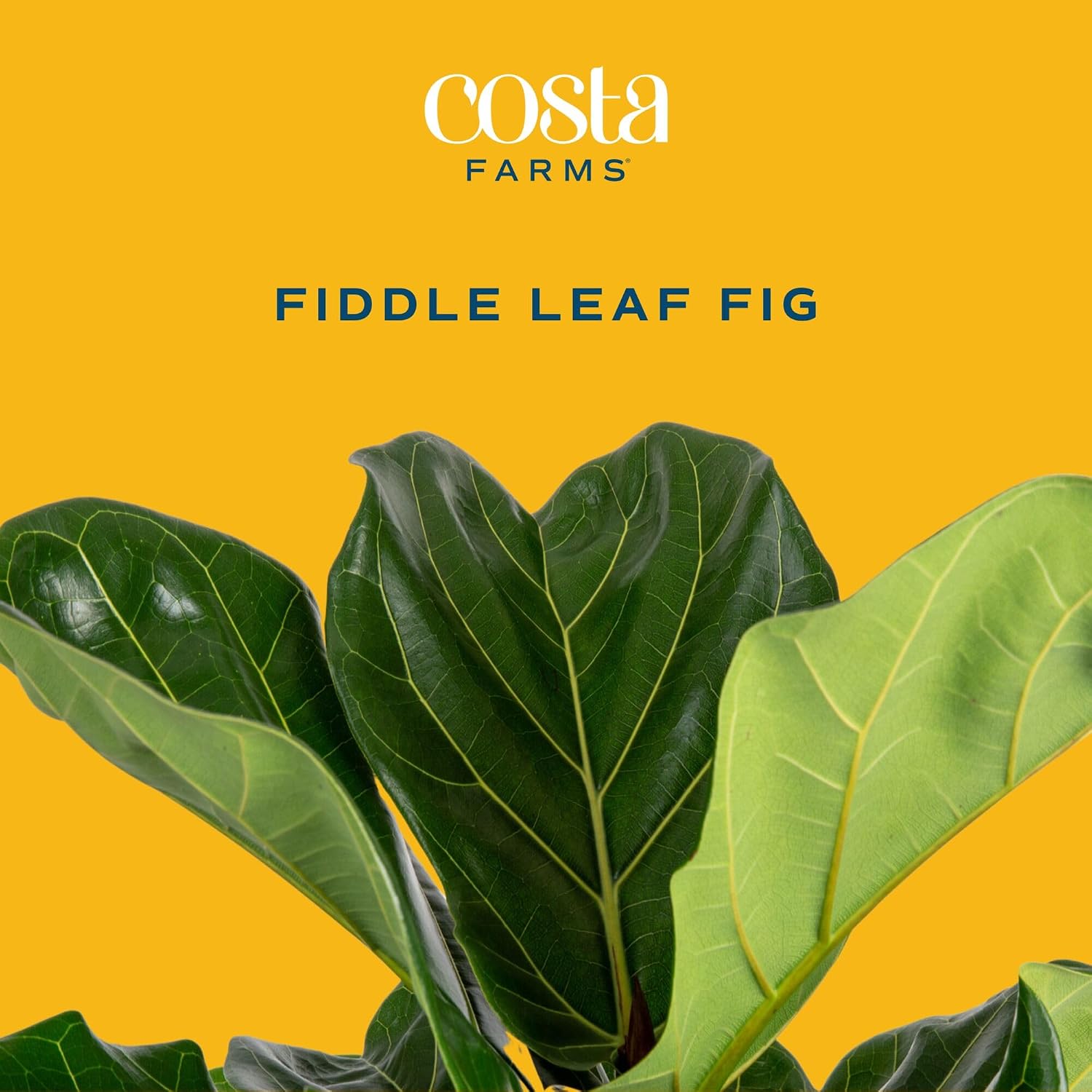 Figuier à feuilles de violon,  - Fiddle Leaf Fig avis et prix