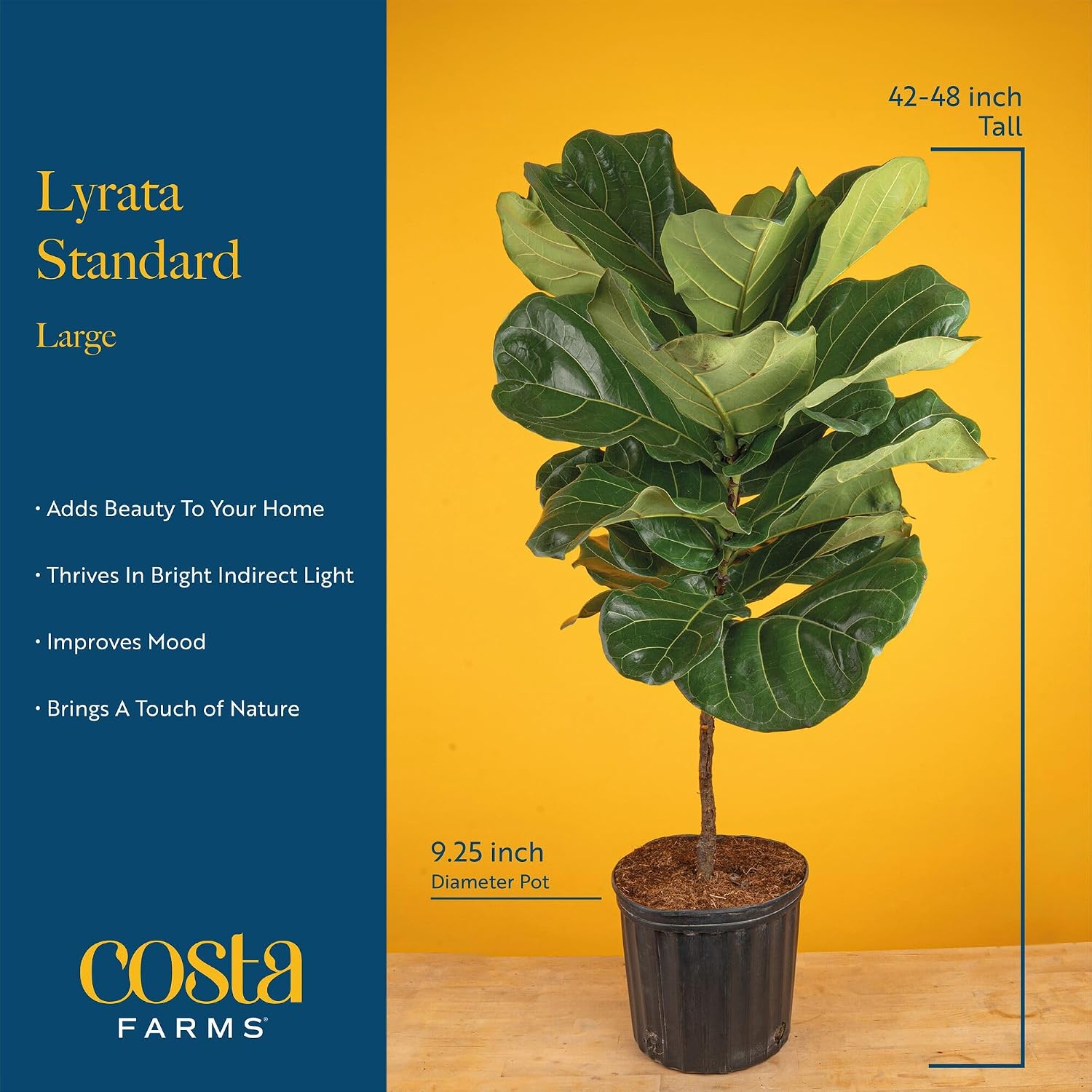 Figuier à feuilles de violon,  - Fiddle Leaf Fig avis et prix